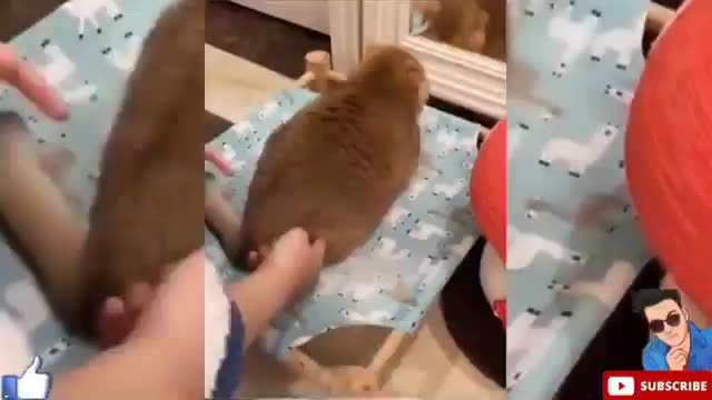 Cat dance and laughing funny movements.