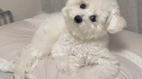 My Little Dog is Very Suspicious.