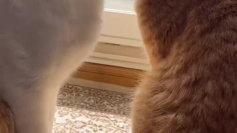 Romantic Meow Couple