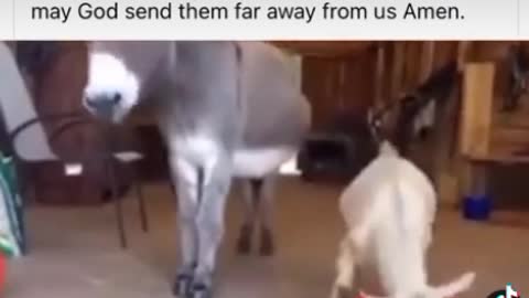 Stupid donkey