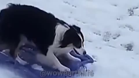 🐶 Dog playing in the Snow❄️