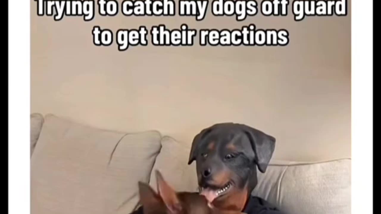 Trying To Catch My Dog Off 🤪Guard To Get Their Reaction