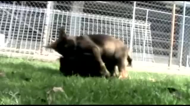 Queensland Police Dog Squad puppies at play