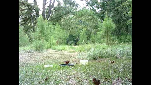 Southeast Texas Backyard Wildlife Garden 81