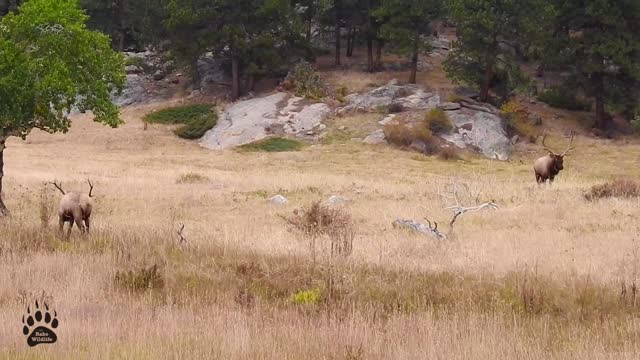 Elk Rut in Colorado