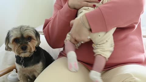 baby dogs look at the puppy's face looking at the baby