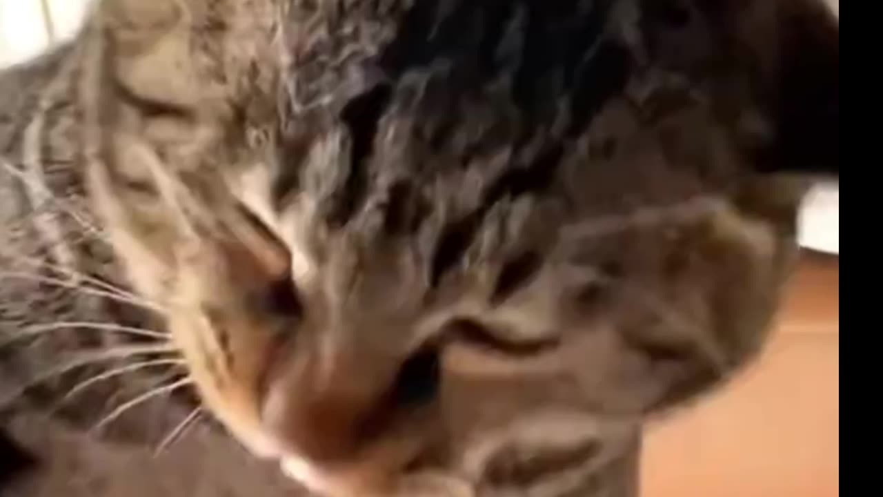 FUNNY CAT/DOGS