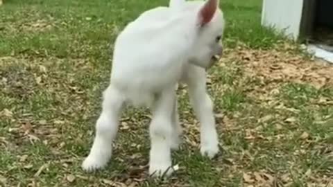 My small cute goat new born baby