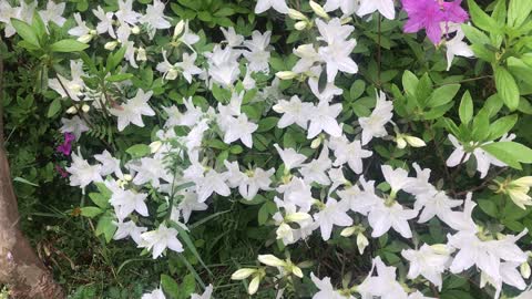 white azalea