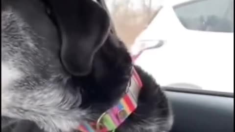 Dog compilation #1