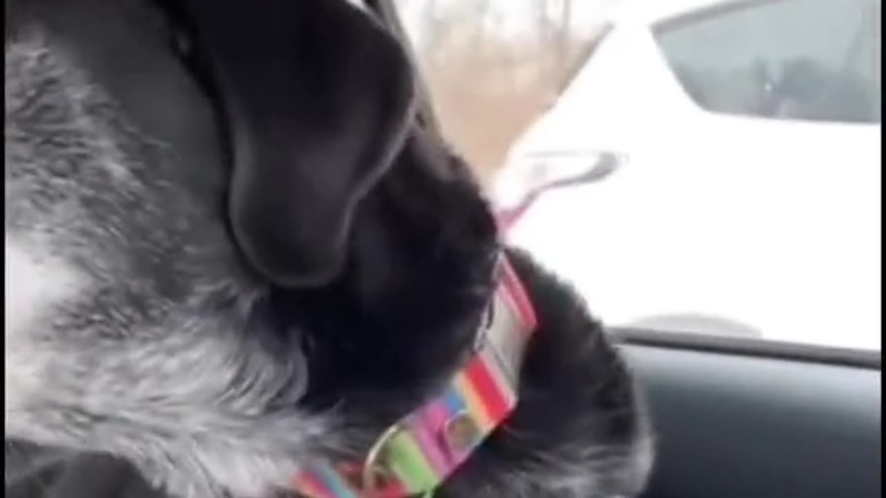 Dog compilation #1