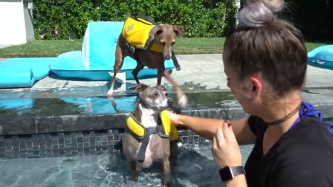 Teaching Dogs How To float in the water