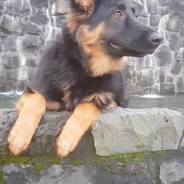 Cute puppy claims the park fish pond as her own