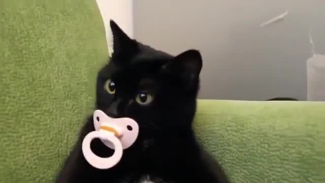 CAT WITH PACIFIER