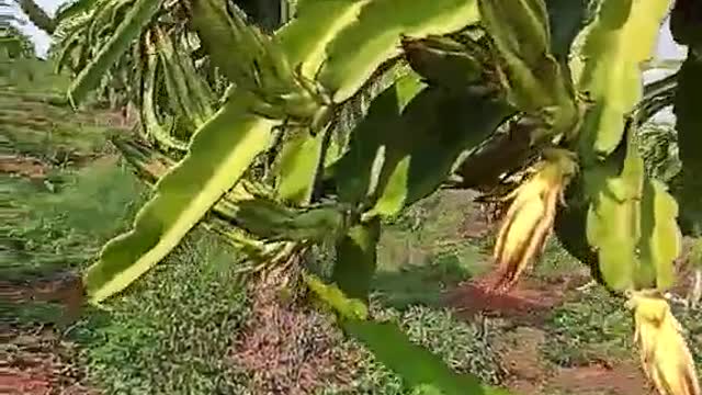 3 years old dragon fruit plant with many flower buds