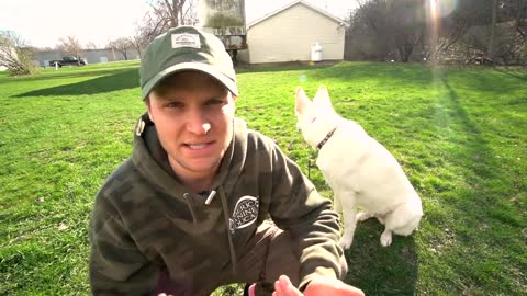 HOW TO SAFELY CORRECT YOUR DOG!