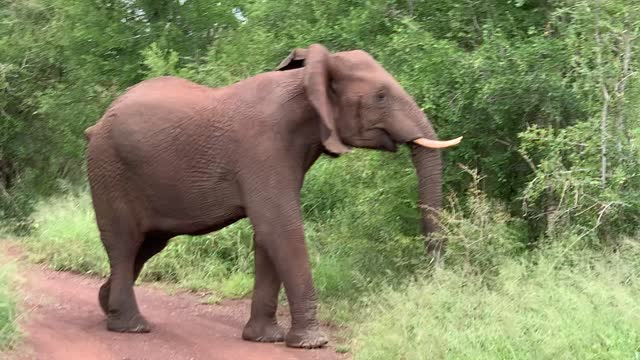 African Elephant is not happy!