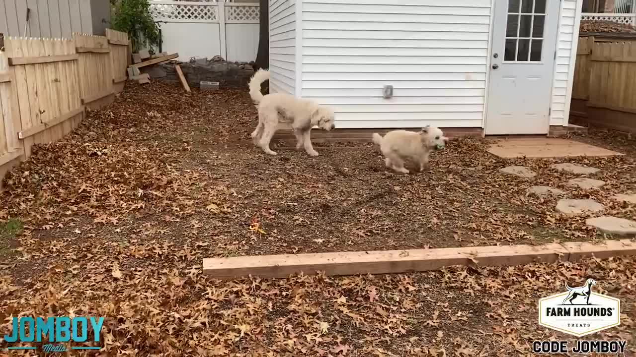 Dogs Play Fight Over a Ball, a breakdown