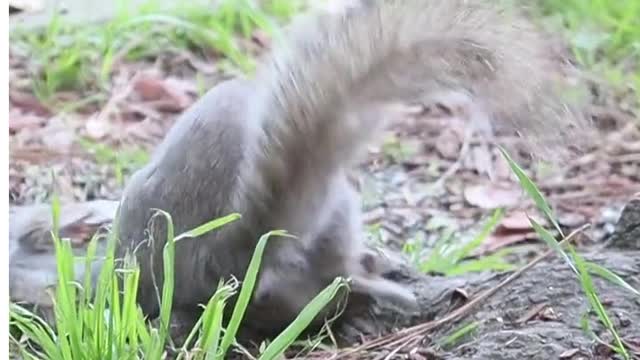 squirrel trying to mate#shorts