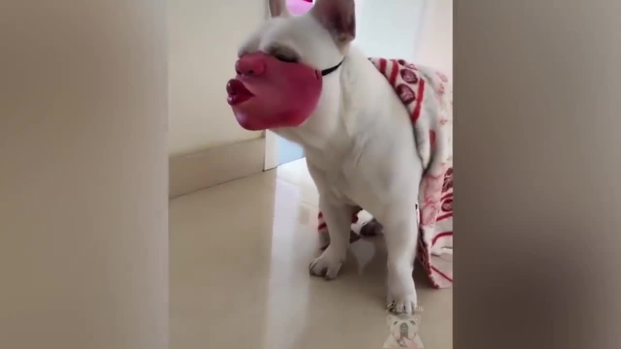 Funniest pets compilation 2021 part 11