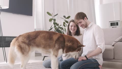 Playful cute dog