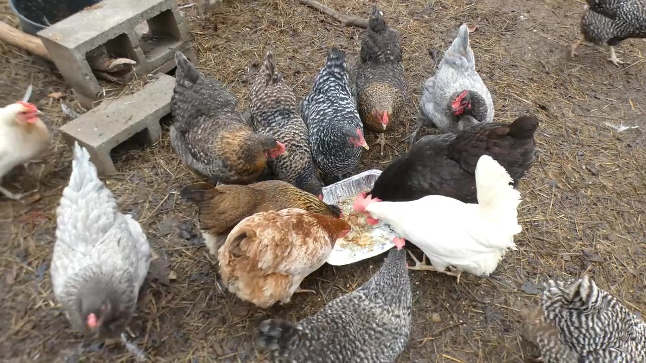 Chickens gobble down Christmas leftovers.