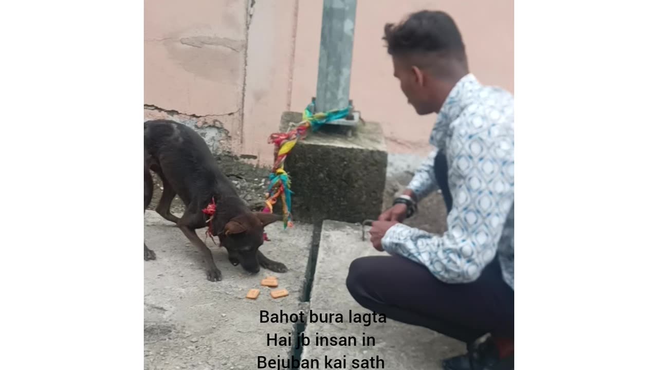 Dog rescue