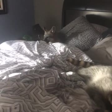 Loca amistad animal: Zorro, perro y mapache