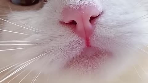 Funny animal shorts