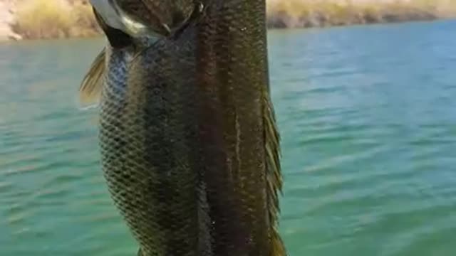 Female Bass Feeding Frenzy