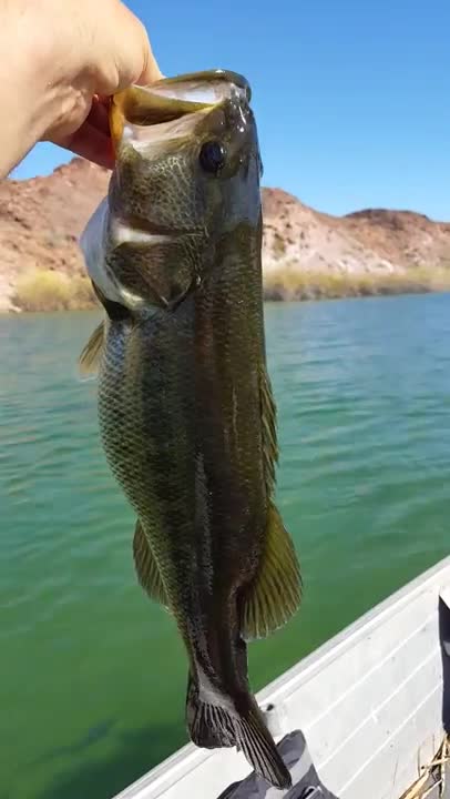 Female Bass Feeding Frenzy