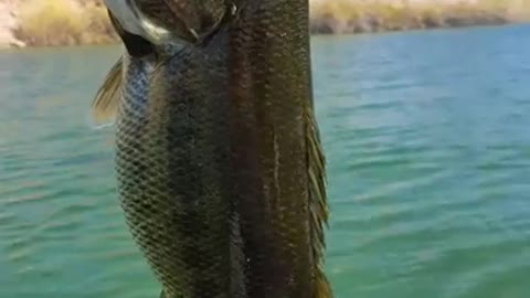 Female Bass Feeding Frenzy