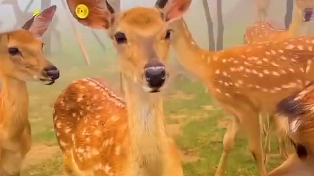 AWW SO CUTE ! Cutest baby animals Videos Compilation Cute moment of the Animals - Cutest Animals # 9