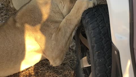 Lion Turns Car into Chew Toy