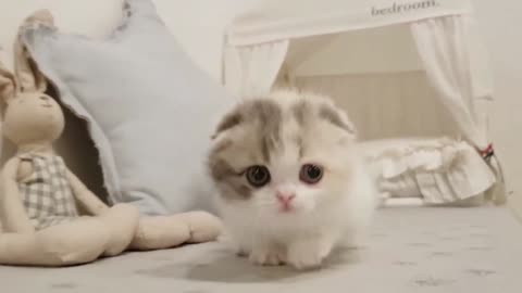 Funny cute cat