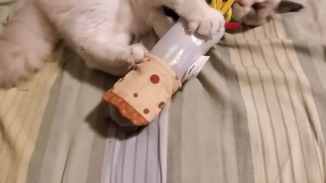 Funny Cats - Tom got a new toy and Geri wanted to play too. 🙀😹
