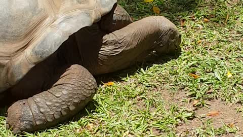 No mate u can not ride the Tortoise