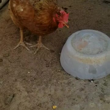 Chickens getting a cool treat