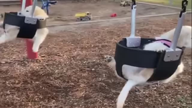 cute and funny dogs.hJIvRP