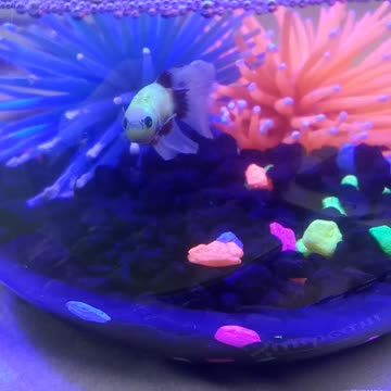 Florescent Betta Fish