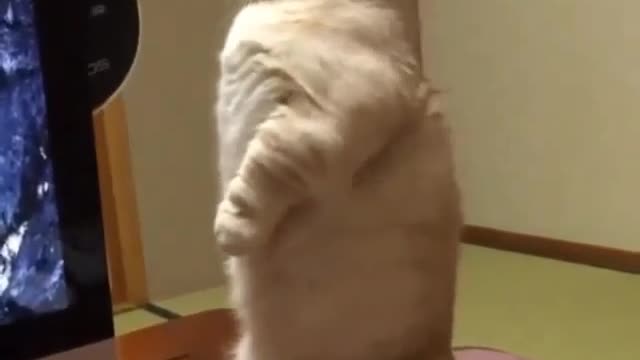 Funny Cat