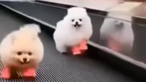 Baby dog _Cute and Funny dogs videos compilation 2021_Part_11 #shorts