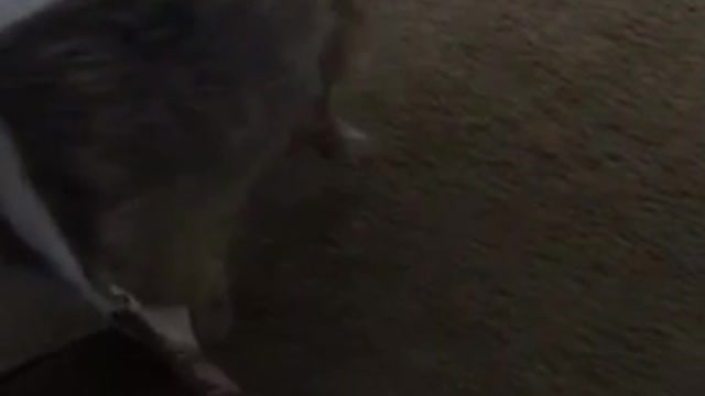 Marley dog stuck in backpack