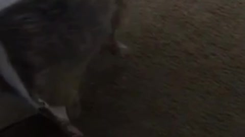 Marley dog stuck in backpack
