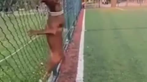 Dog Training