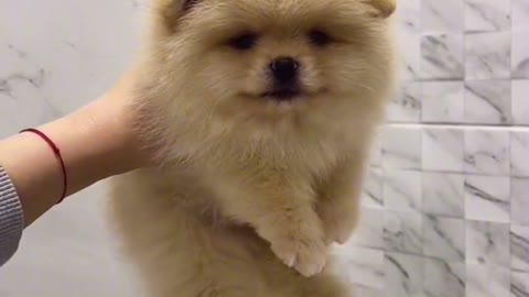 Before makeup removal vs after makeup removal pet bath