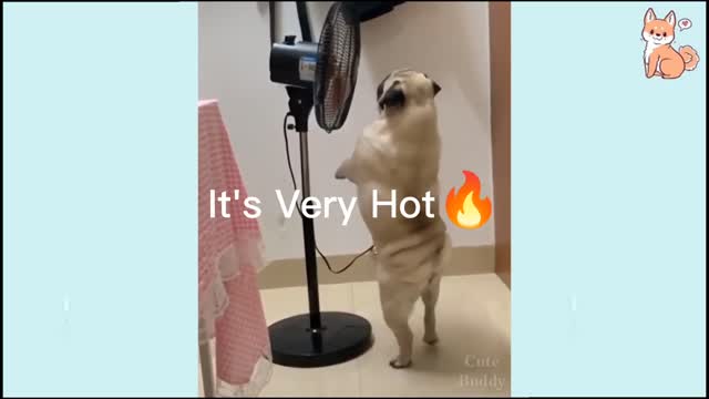 DOG IS FEELING VERY HOT🔥