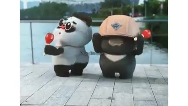 Cute panda🐼 funny video