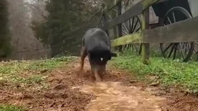 Meet the irrigation dog। good job buddy।