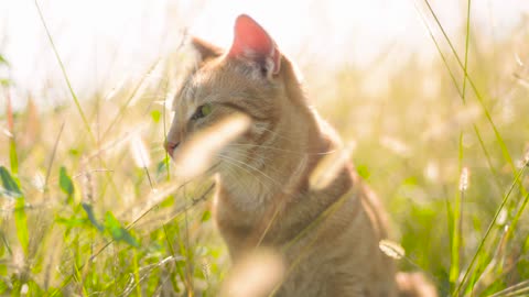 Cat in the grass